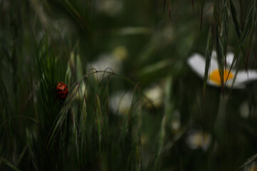 ladybug on a grass © Olha