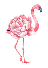 Boho pink flamingo, peony. Isolateed element on white background .
 Stock illustration. Hand painted in watercolor.