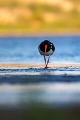 Water and birds. Cute colorful water bird Oystercatcher. Nature background. Bird: Eurasian...