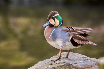 Baikal Teal close-up (Sibirionetta formosa), Bimaculate duck