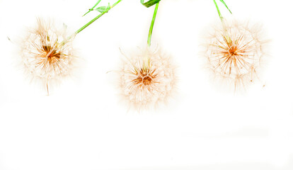 White dandelions inflorescence on white background. Concept for festive background or for project. Hello Summer.