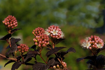 buds and pink flowers of Physocarpus opulifolius close up