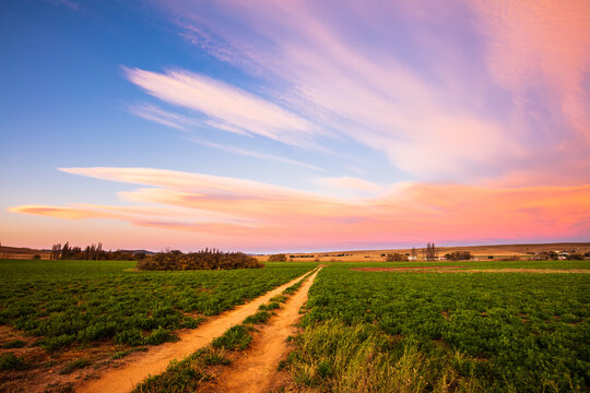 Fototapeta Dirt road through a farm field leading to dramatic sky