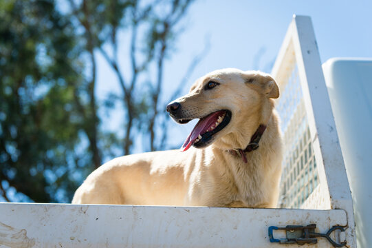 Cream working kelpie waiting in the back of a ute