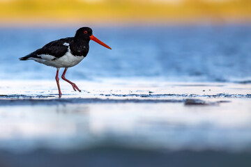 Water and birds. Cute colorful water bird Oystercatcher. Nature background. Bird: Eurasian...