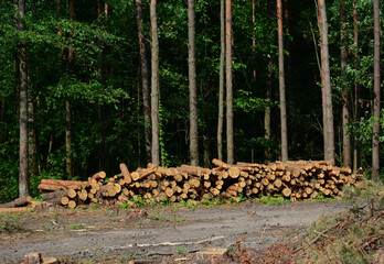 Forest harvest, deforestation as a cause of climate change, logging area in the forest with a large pile of wood logs, cut down trees.