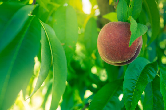 Red peaches growing on a tree on an orchard farm - Powered by Adobe