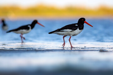 Water and birds. Cute colorful water bird Oystercatcher. Nature background. Bird: Eurasian Oystercatcher.