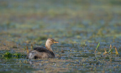 A little wild bird moving alone into the lake  with his own habitat and habit .