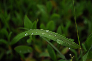 raindrops on leaves