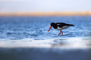 Water and birds. Cute colorful water bird Oystercatcher. Nature background. Bird: Eurasian Oystercatcher.