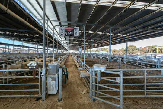 covered sheep saleyards with pens of sheep
