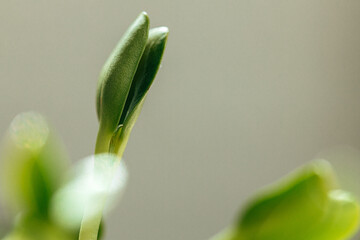 Close-up of young green sprouts of micro greens