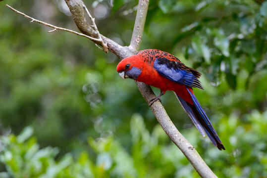 Beautiful Crimson Rosella sitting on a branch with blurred rainforest in background