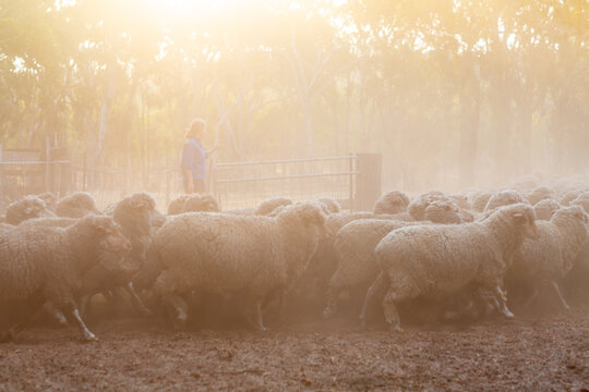 Working with sheep on a farm