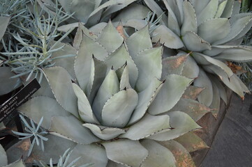 Fototapeta premium aloe vera plant