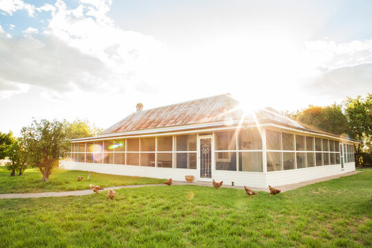 Free range chooks in front of country homestead on a farm