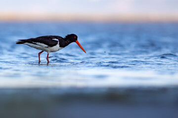 Water and birds. Cute colorful water bird Oystercatcher. Nature background. Bird: Eurasian Oystercatcher.