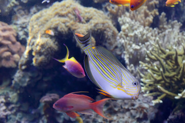 Fototapeta na wymiar Tropical sea fish