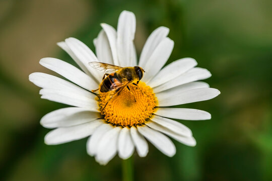 A bee on a camomile flower. Macro photo. White petals and yellow stamens of a camomile. Yellow pollen of a flower on the body of a bee.A bee pollinates a flower. Bee wings, paws, head and body texture