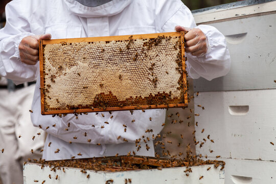 Beekeeper harvesting frames of honey from beehive Super