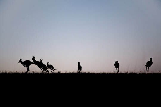 Silhouette of kangaroos leaping over hilltop at dusk