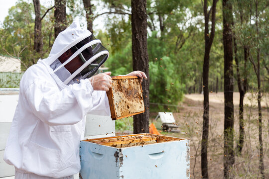 Apiculturist shaking bees from frame on honeycomb