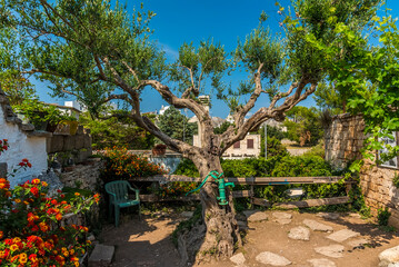Fototapeta na wymiar A beautiful tree in the town of Alberobello, Bari, whose name means 