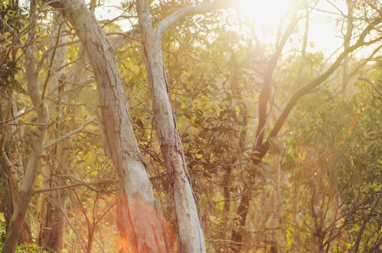 Sunlight filtering through trees