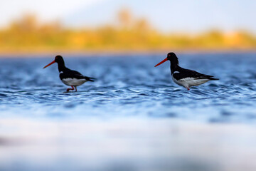 Water and birds. Cute colorful water bird Oystercatcher. Nature background. Bird: Eurasian...