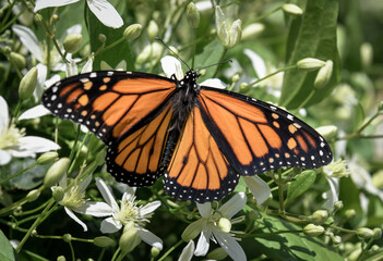 Closeup macro / micro image of a monarch butterfly resting on white blooming wild flowers.