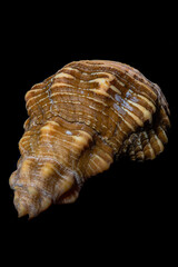 High resolution stacked micro / macro image of a sea shell, on a black background.