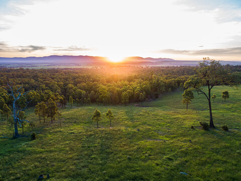 Gum tree in green paddock as sunset light shines over landscape and hills