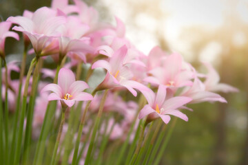 Blooming Pink Rain Lilies