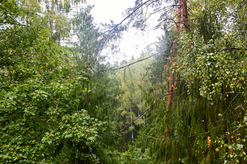 Trees in the forest on a rainy day
