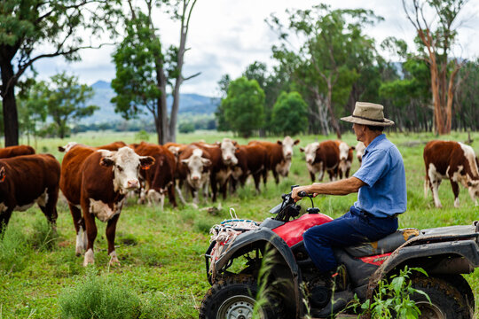 Farmer checking on new Hereford cattle in green paddock after rain