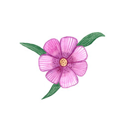 Watercolor hand drawn summer single pink flower.