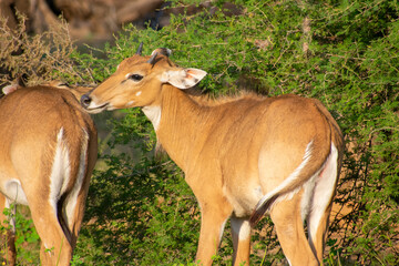 Naklejka na ściany i meble common eland gazing at ranthambore of rajasthan