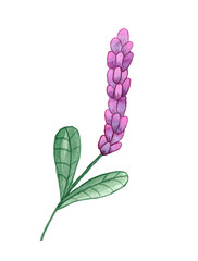 Watercolor hand drawn summer single pink flower.