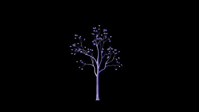 Funky looking tree timelapse growing, against black