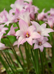 Obraz premium Blooming Pink Rain Lilies