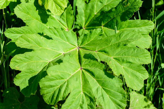 Heracleum, cow parsnip,parsnip. Green large leaves of a fast growing weed