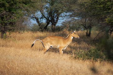 common eland gazing at ranthambore of rajasthan