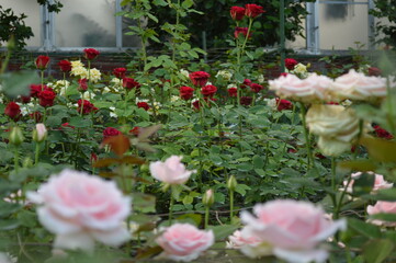 flowers in garden