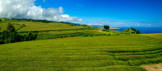 Fototapeta na wymiar Plantação de chá nos Açores