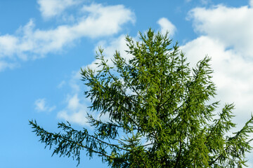 White fluffy cloud on a blue sky above the tip of a green fir.