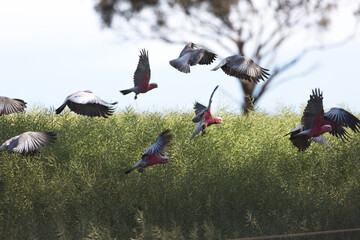 Flock of native birds (galahs) flying over a canola crop