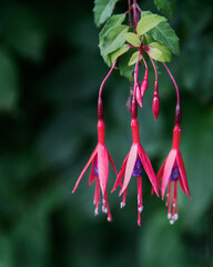 Flowering Honeysuckle flowering vine