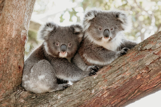 Two koala joeys cuddle in a tree.