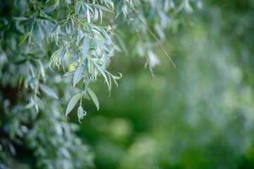 green weeping willow leaves texture background